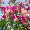 Chorisia Silk Floss Tree Seeds 15 Seeds - supplier photo