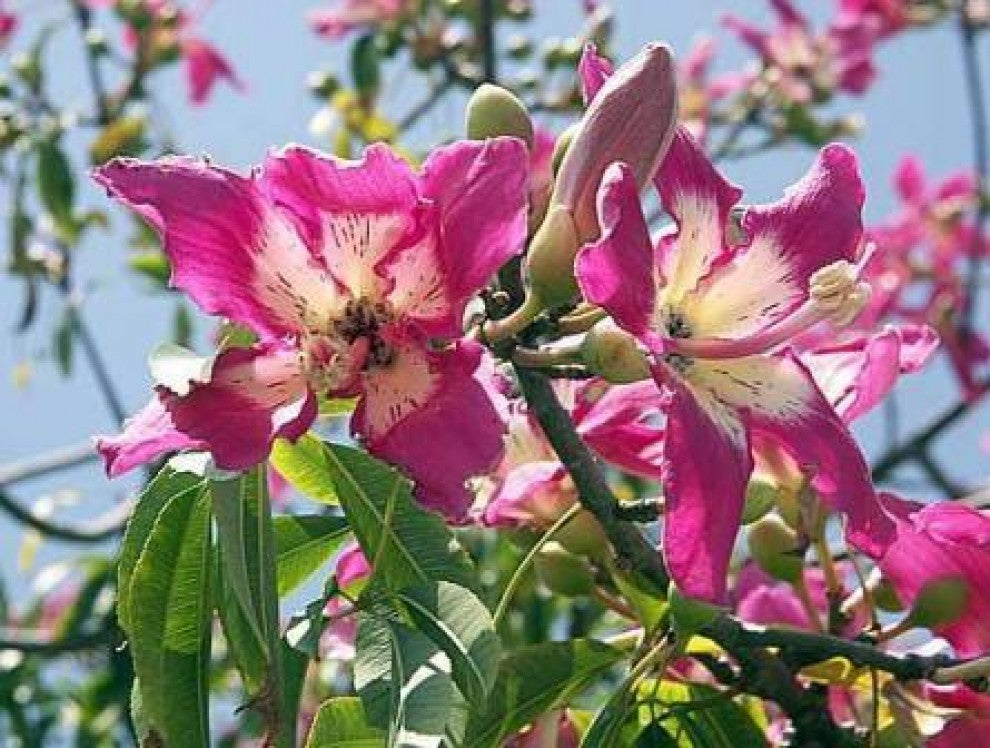 Chorisia Silk Floss Tree Seeds 15 Seeds - supplier photo