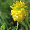 Nafal Wild Clover Seeds 100+ Seeds - supplier photo