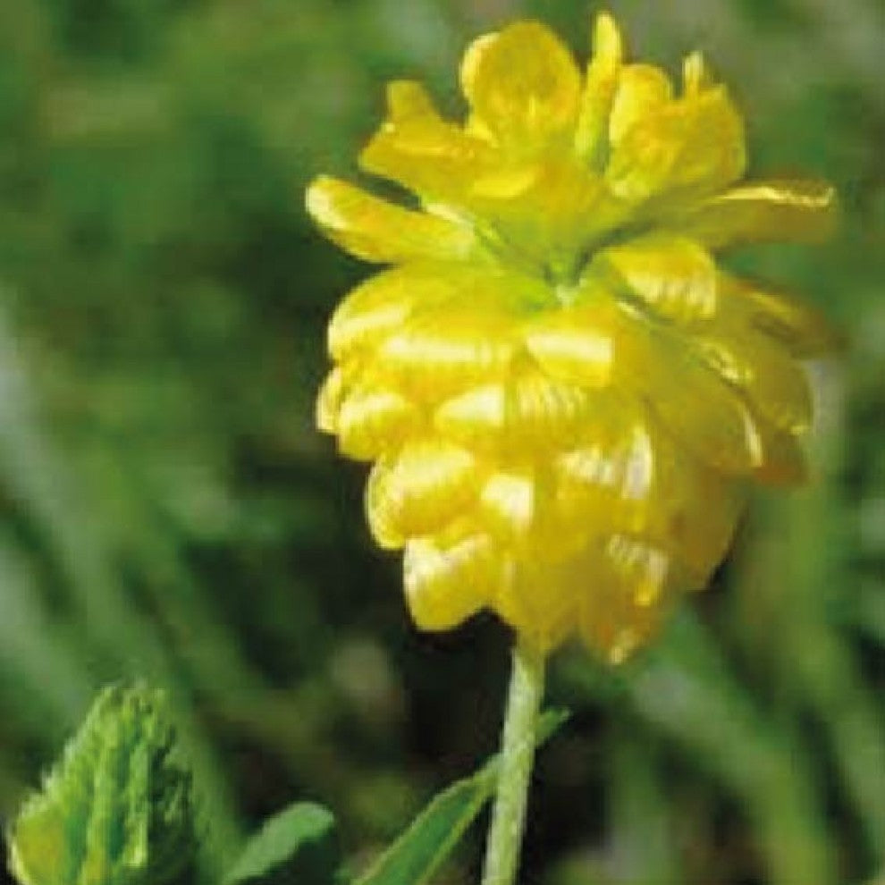 Nafal Wild Clover Seeds 100+ Seeds - supplier photo