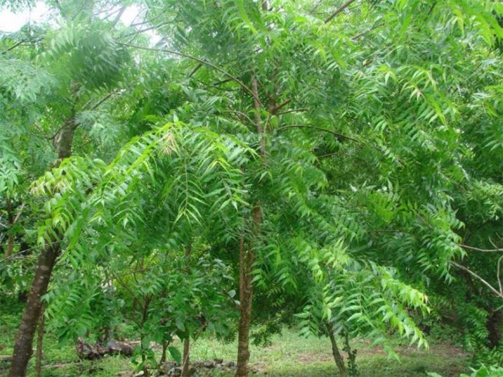 Neem Tree Seeds 20 Seeds - supplier photo