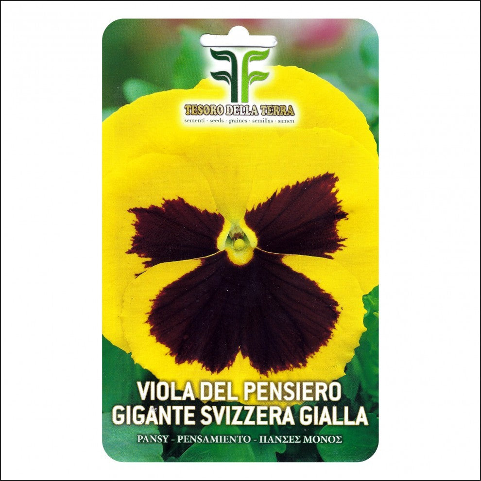 Pansy Seeds Yellow زهور بانسي الصفراء - supplier photo