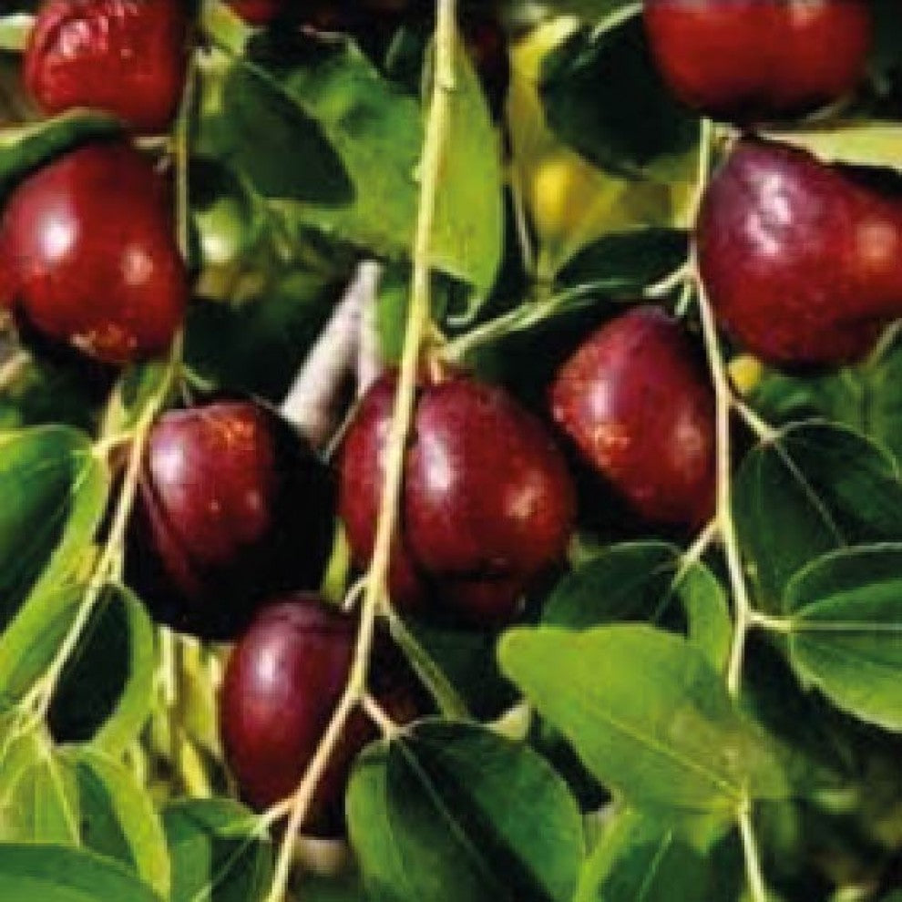 Jujube Tree Seeds 6 Seeds - supplier photo