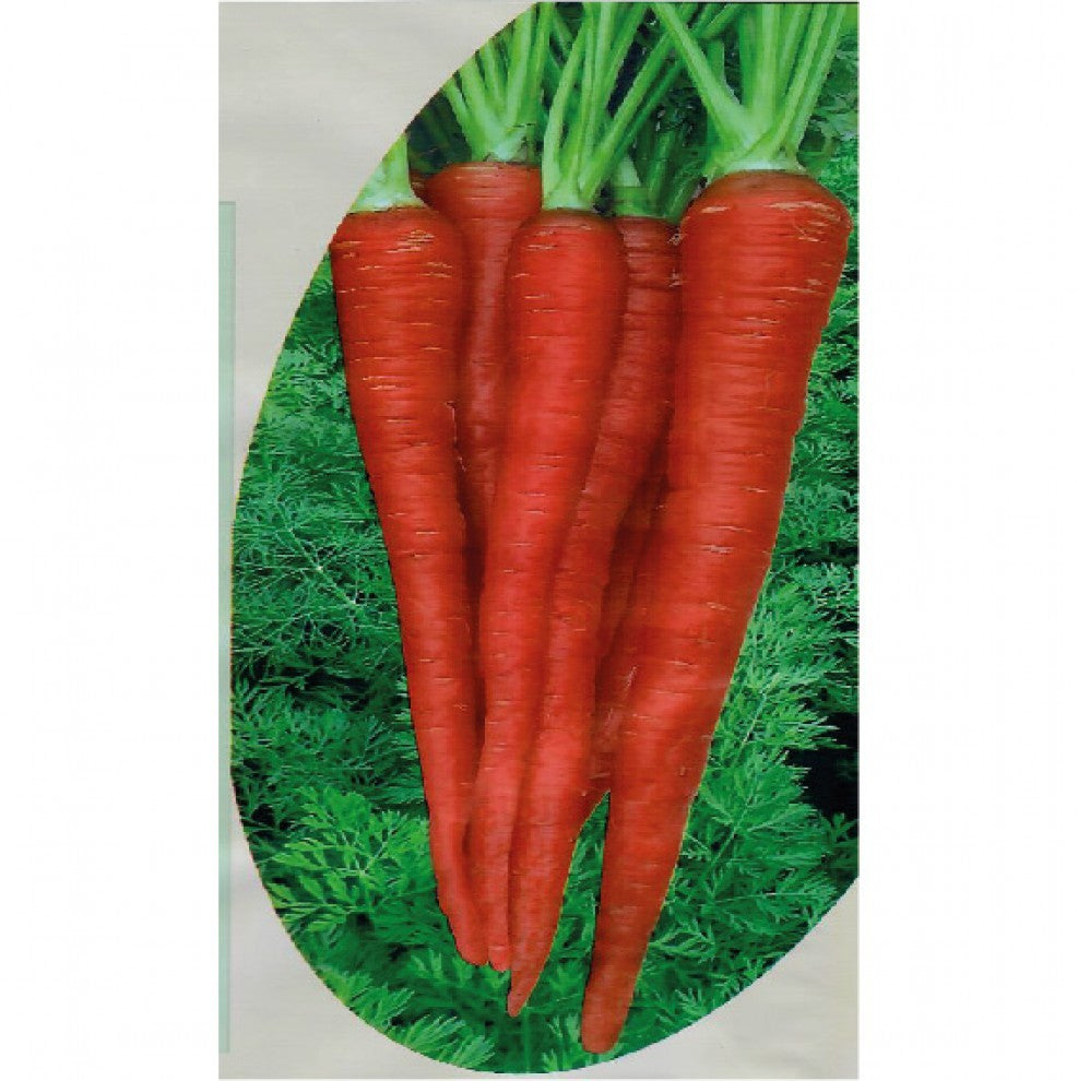 Carrot Seeds Indian Red 10 g - supplier photo