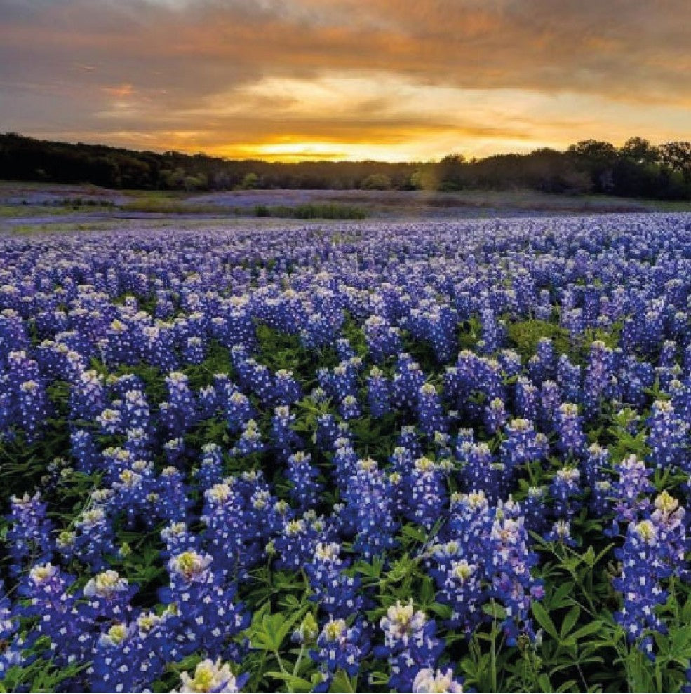 Blue Lupin Seeds 15 Seeds - supplier photo