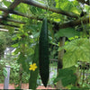 Luffa Climbing Gourd Seeds 10 Seeds - supplier photo