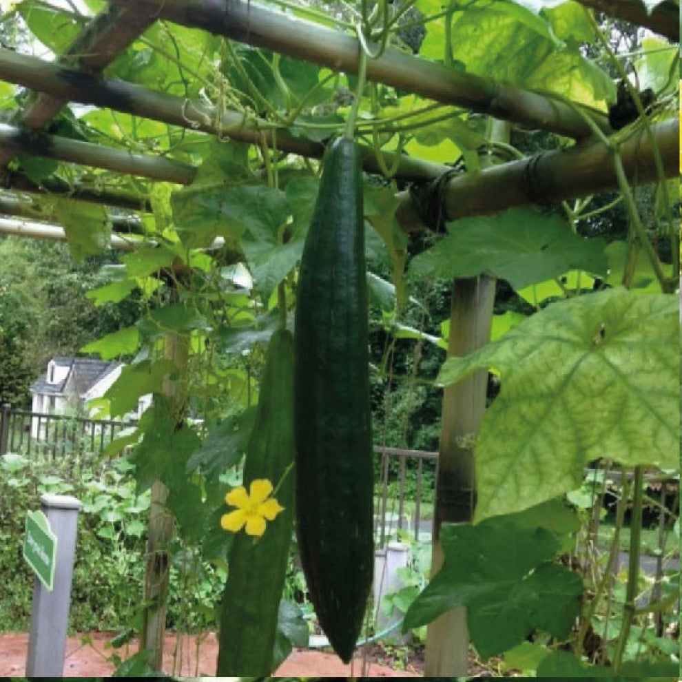 Luffa Climbing Gourd Seeds 10 Seeds - supplier photo