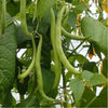 Cowpea Seeds Hasawi 20 g - supplier photo