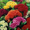 Celosia Cockscomb Mixed Seeds 75+ Seeds - supplier photo