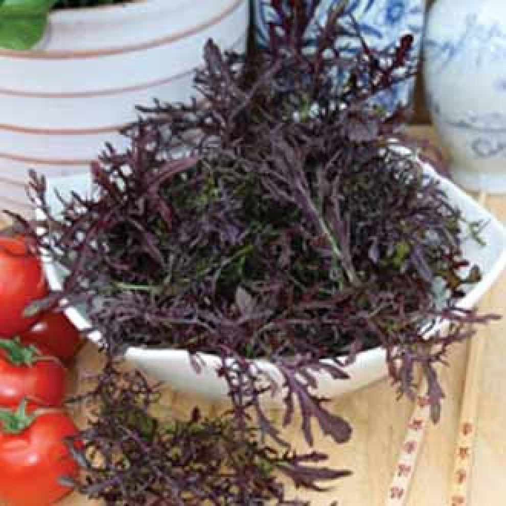 Mustard Seeds Red - supplier photo