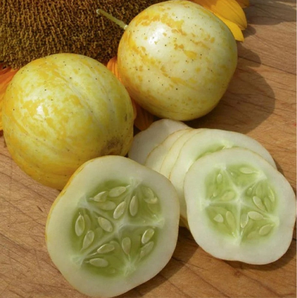 Lemon Cucumber Seeds 15 Seeds - supplier photo