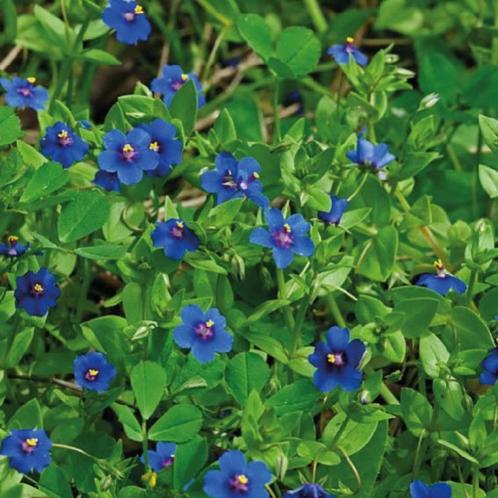 Cats Eye Wild Herb Seeds 200+ Seeds - supplier photo