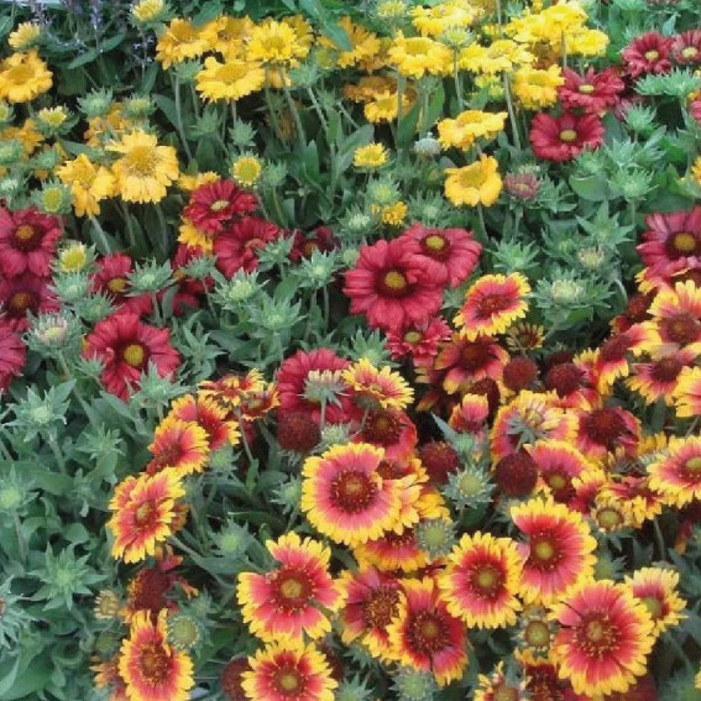 Kashmiri Amber Flower Seeds 30 Seeds - supplier photo