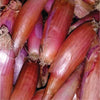 Onion Seeds Hasawi Long 20 g - supplier photo