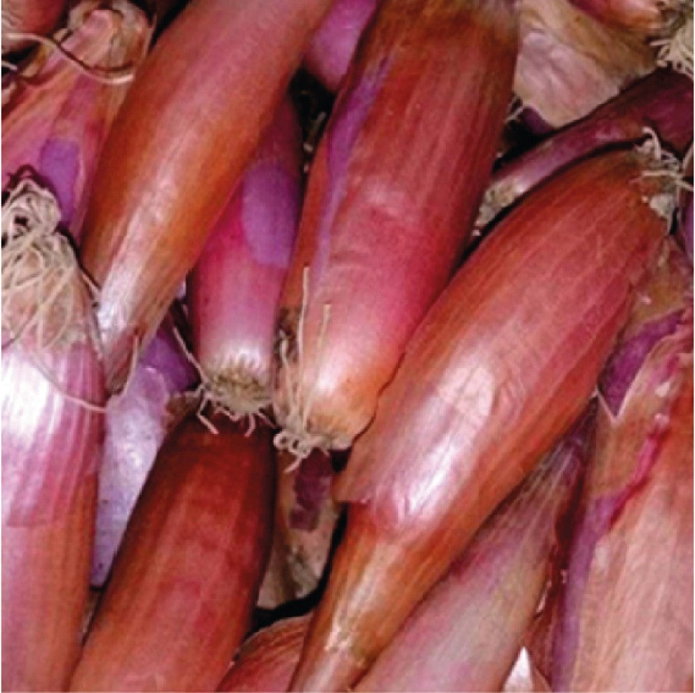Onion Seeds Hasawi Long 20 g - supplier photo