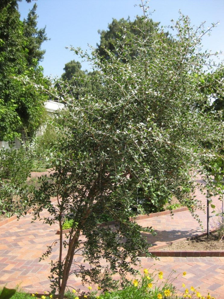 Henna Tree Seeds 100 Seeds - supplier photo