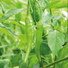 Indian Green Hot Pepper Seeds 25 Seeds - supplier photo