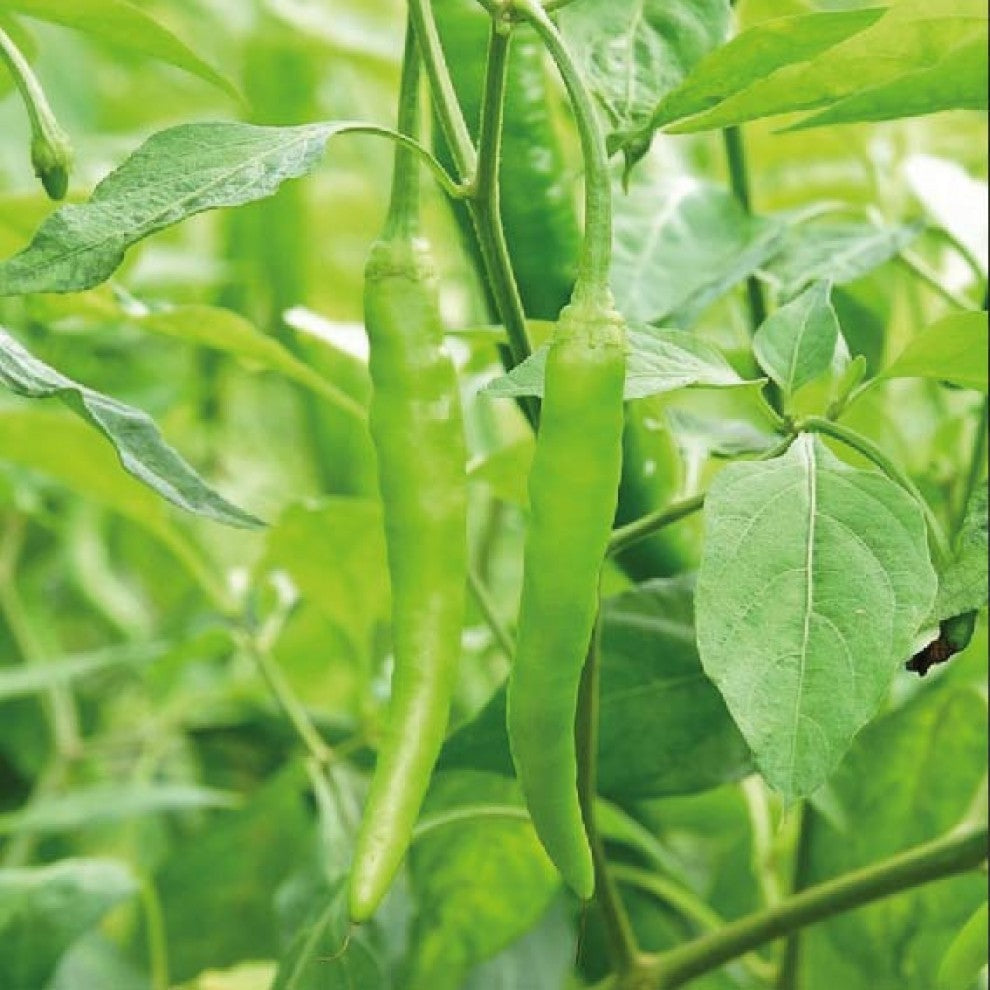 Indian Green Hot Pepper Seeds 25 Seeds - supplier photo