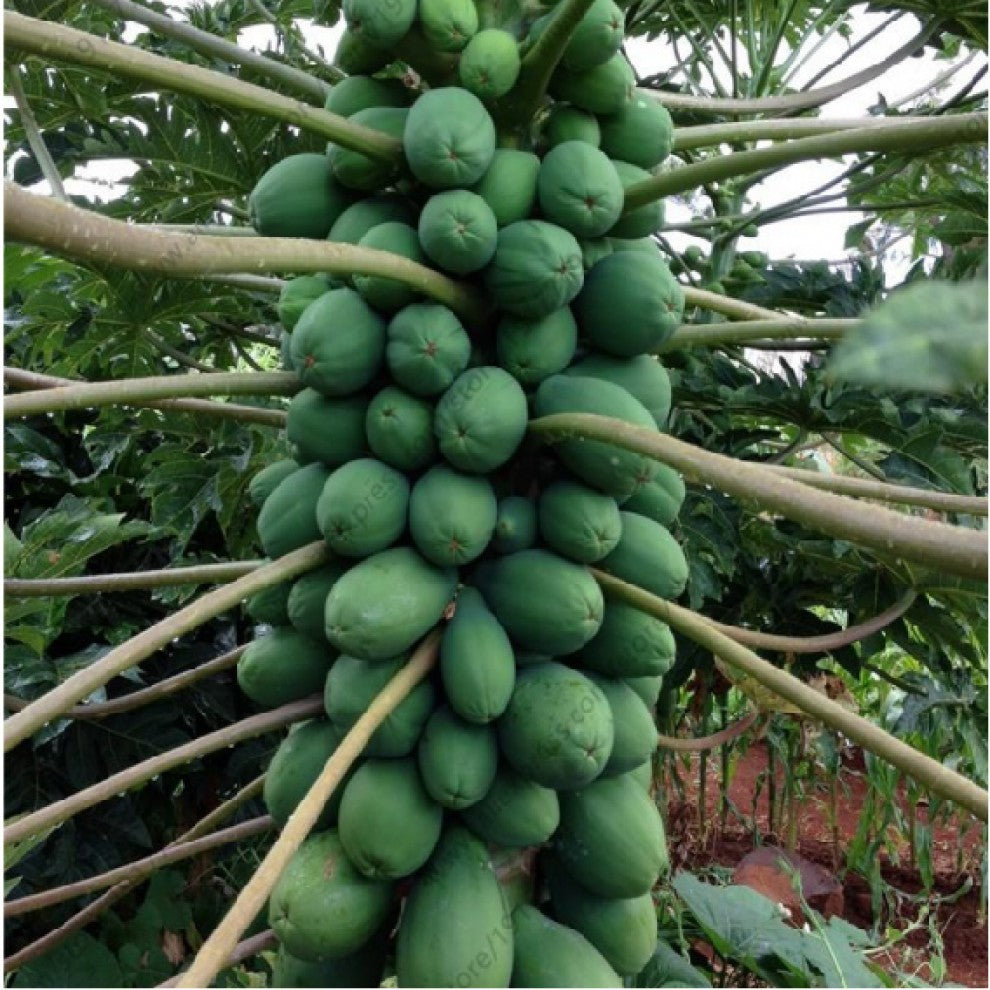 Papaya Red Lady Dwarf F1 Seeds بذور البابايا رد ليدي قزمية F1 - supplier photo