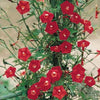Climbing Morning Glory Mixed Colours Seeds 20 Seeds - supplier photo
