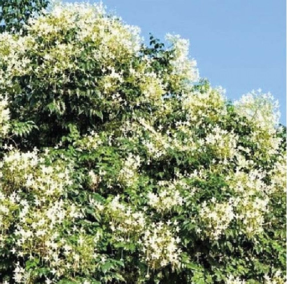 Fragrant Millingtonia Tree Seeds 15 Seeds - supplier photo