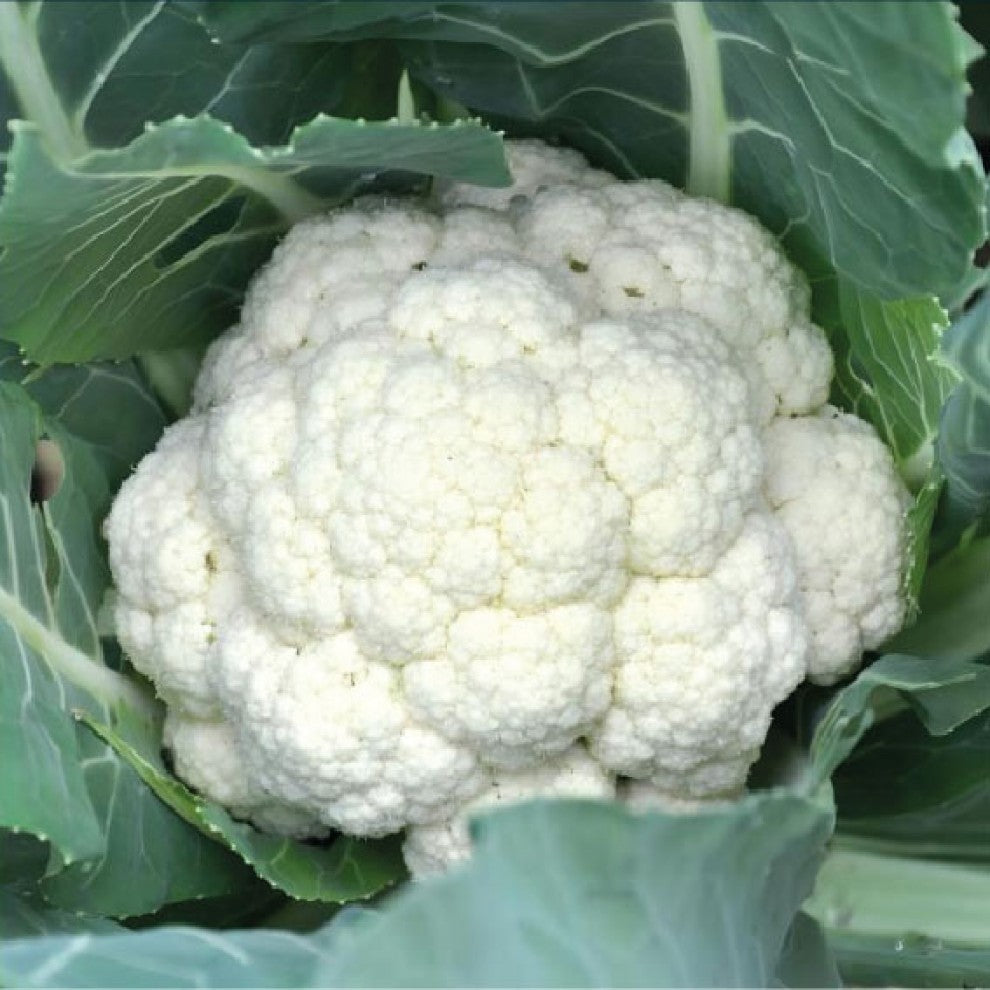Cauliflower Seeds Snowball Y 50 Seeds - supplier photo