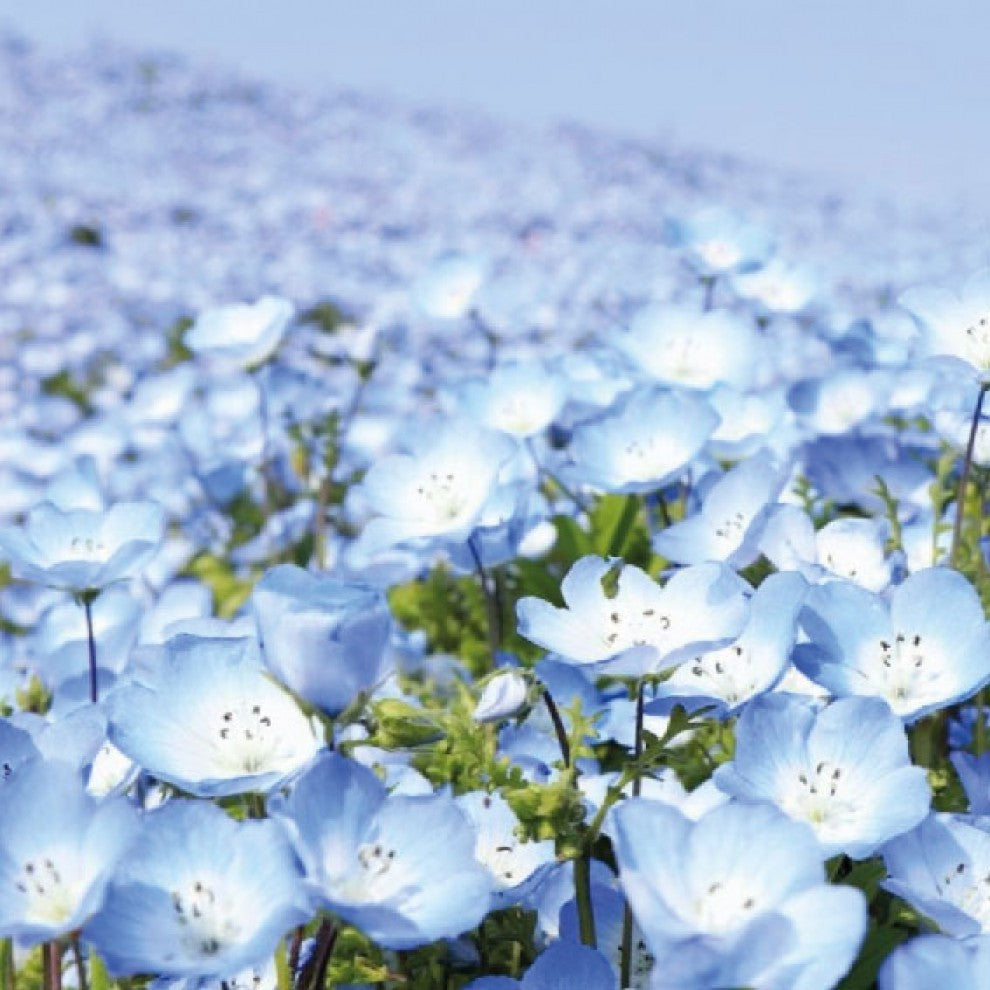 Baby's Breath Gypsophila Seeds 50+ Seeds - supplier photo