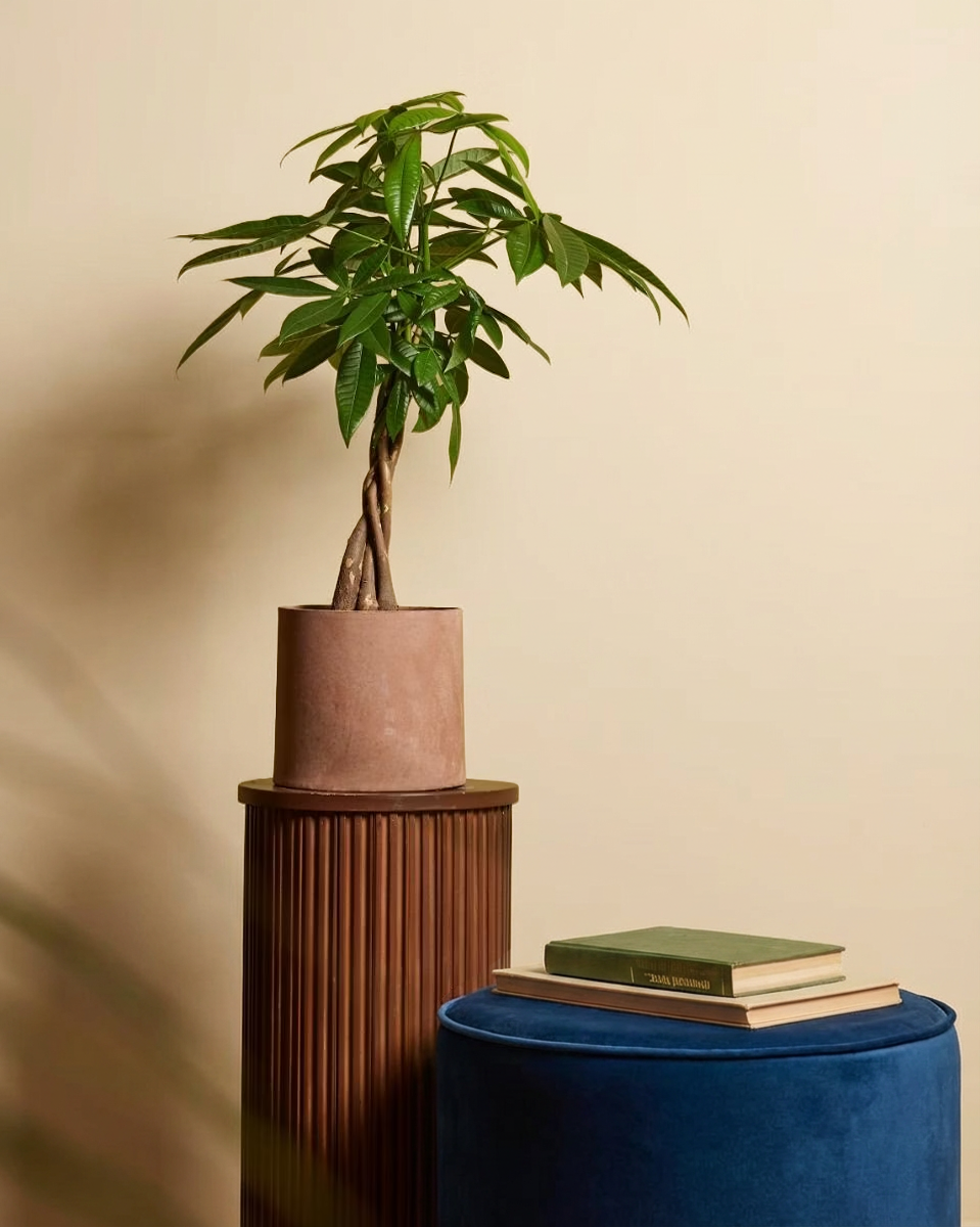 Pachira Aquatica (Money tree)