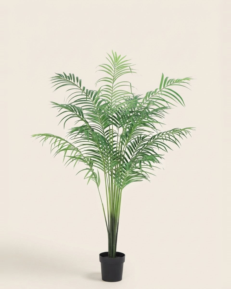 Palm Tree 15 Ivs نخيل