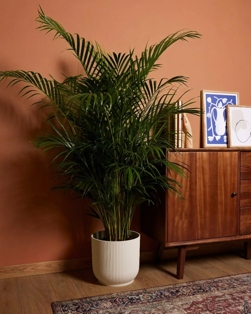 Dypsis Lutescens (Areca) Golden Cane Palm أريكا