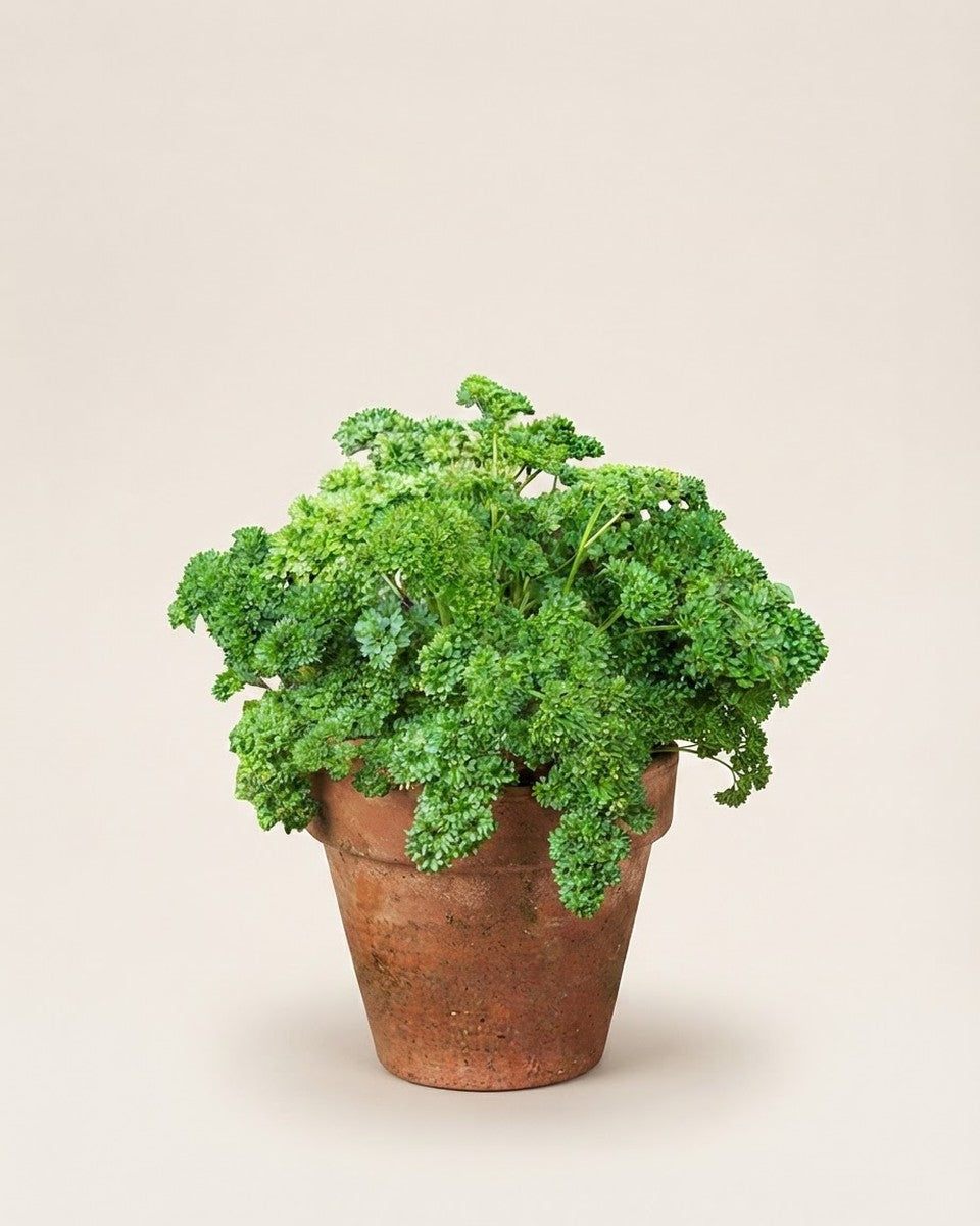 Parsley Curly