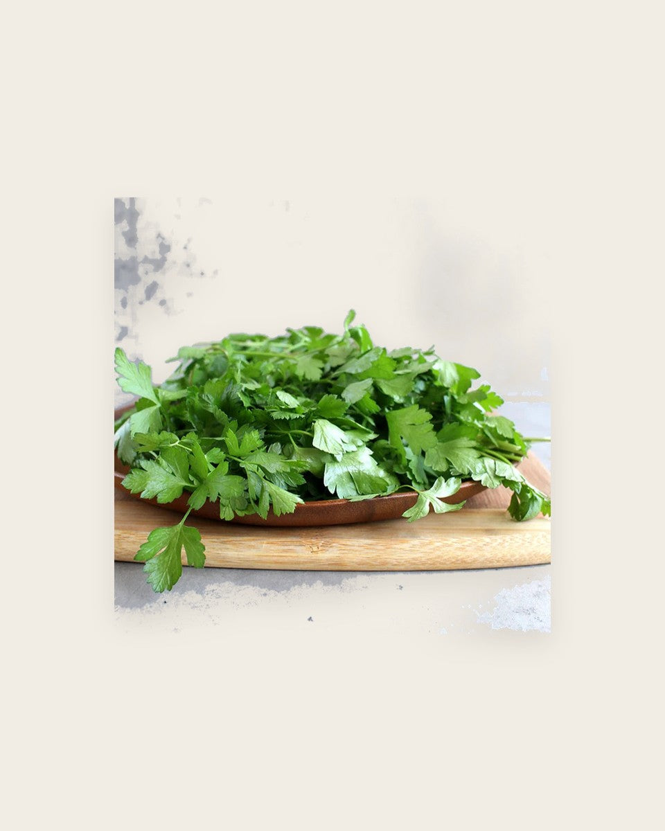 Parsley Italian Flat Leaf