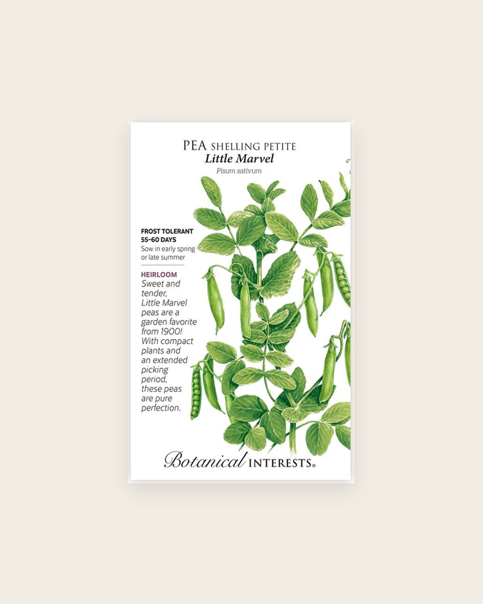 Pea (Shelling), Petite Little Marvel (Large)