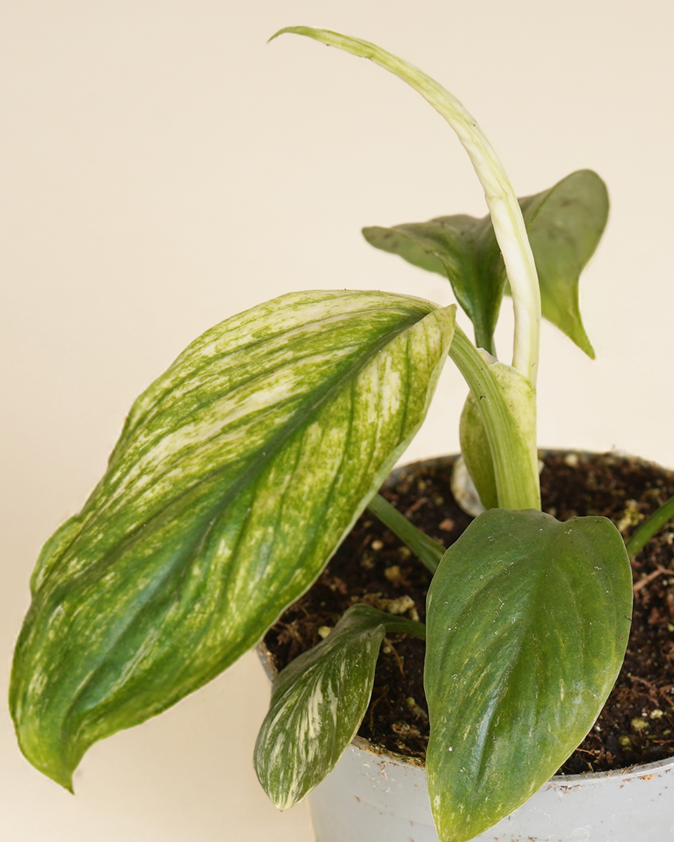 Baby Variegated Spathiphyllum (A-Grade) Variegated Peace Lilly