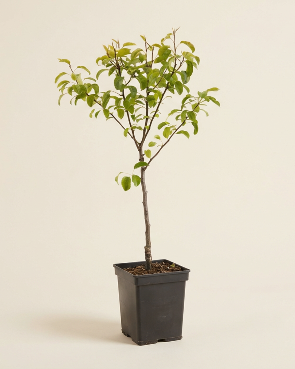 Pear Fruit (Bonne Louise) كمثرى بون لويز