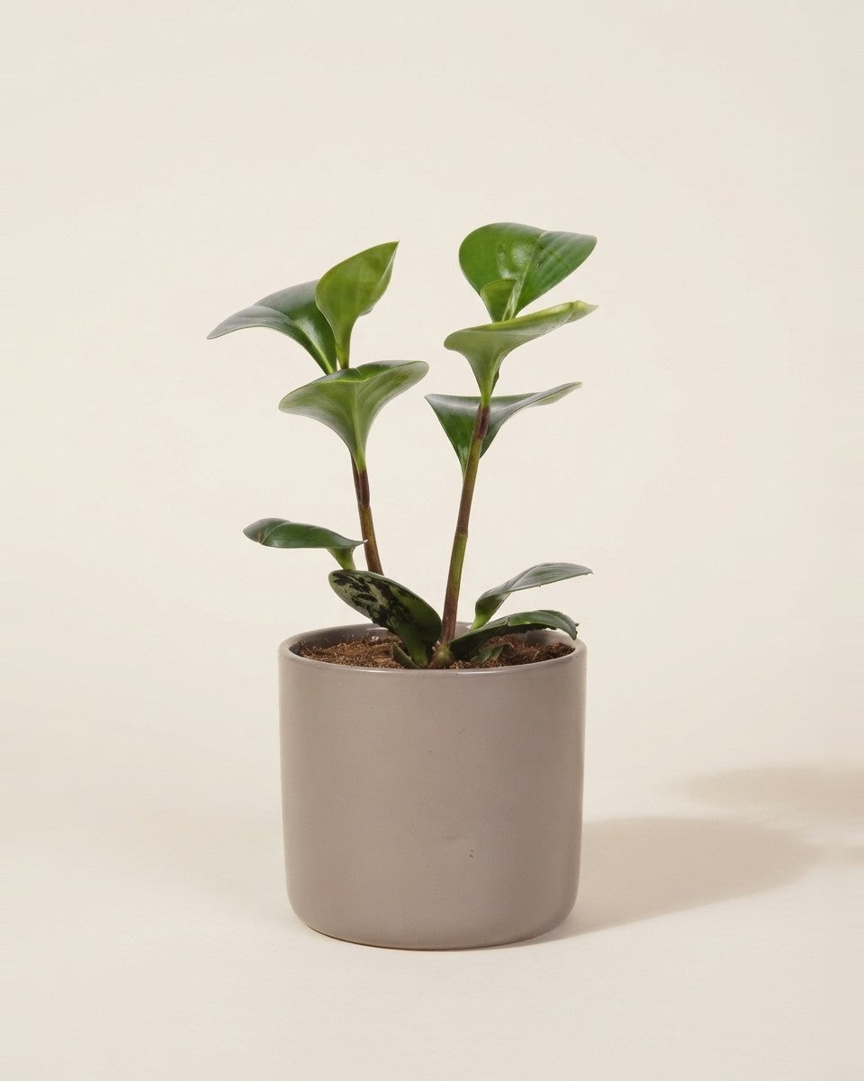 Peperomia USA Decorative Plant POT-14CM حوض نباتات