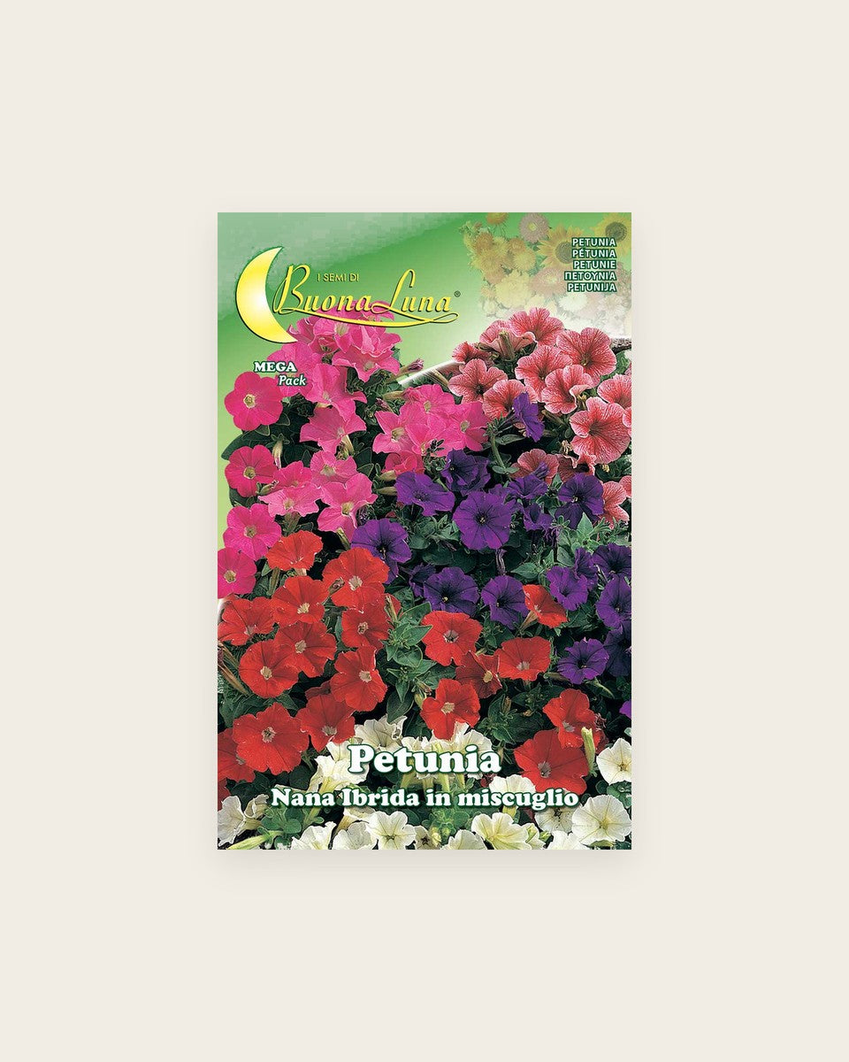 Petunia بتونيا