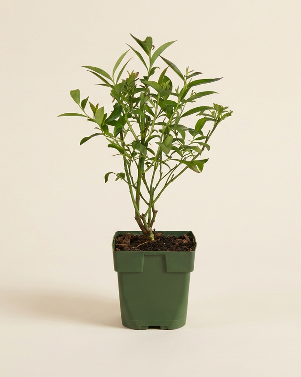 Pink Blueberry (Pink Lemonade)  توت بلو بيري وردي