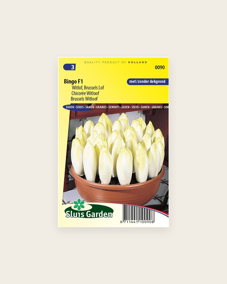 Seeds, Witloof Bingo F1