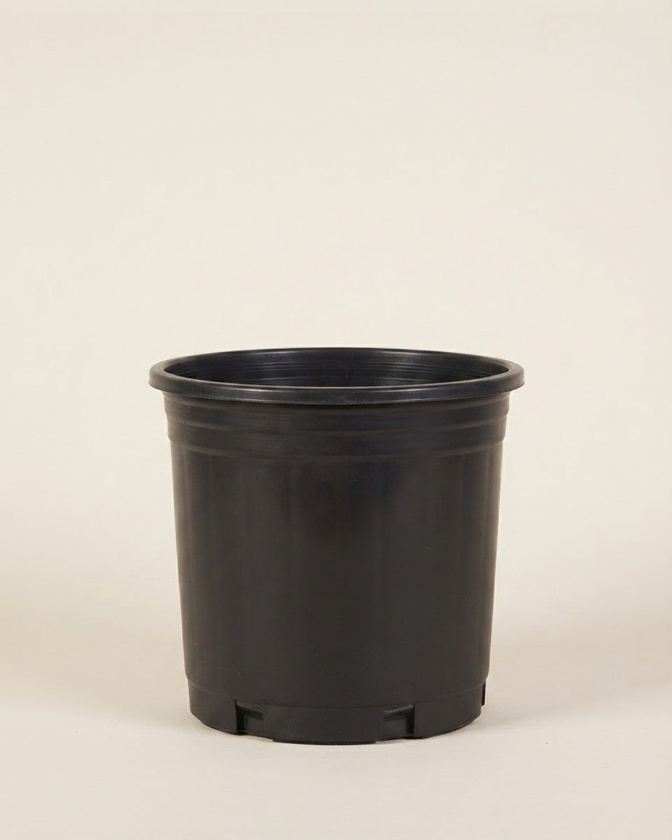 Plastic Nursery Pot 18 cm أصيص بلاستيك قطر الفتحة 18 سم