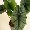 Alocasia Platinum