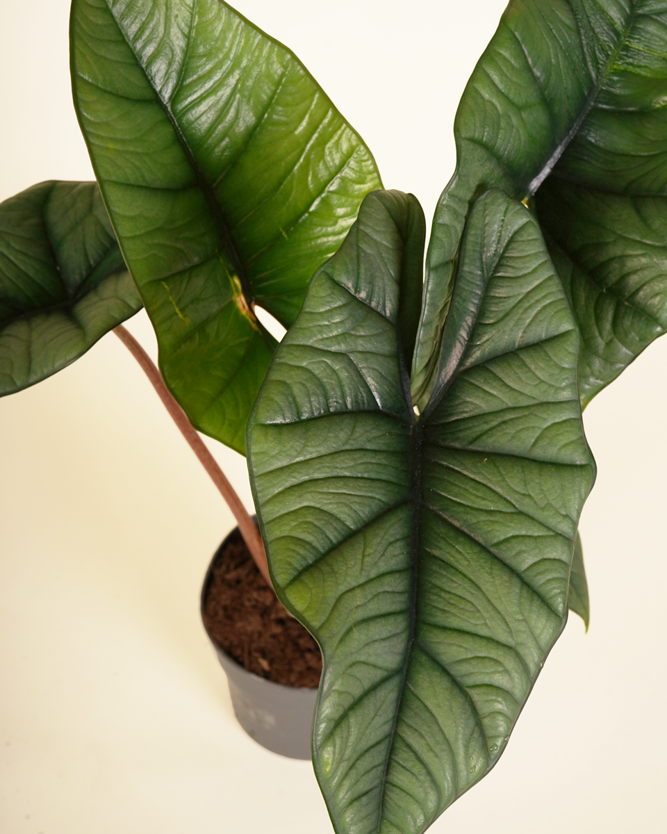 Alocasia Platinum