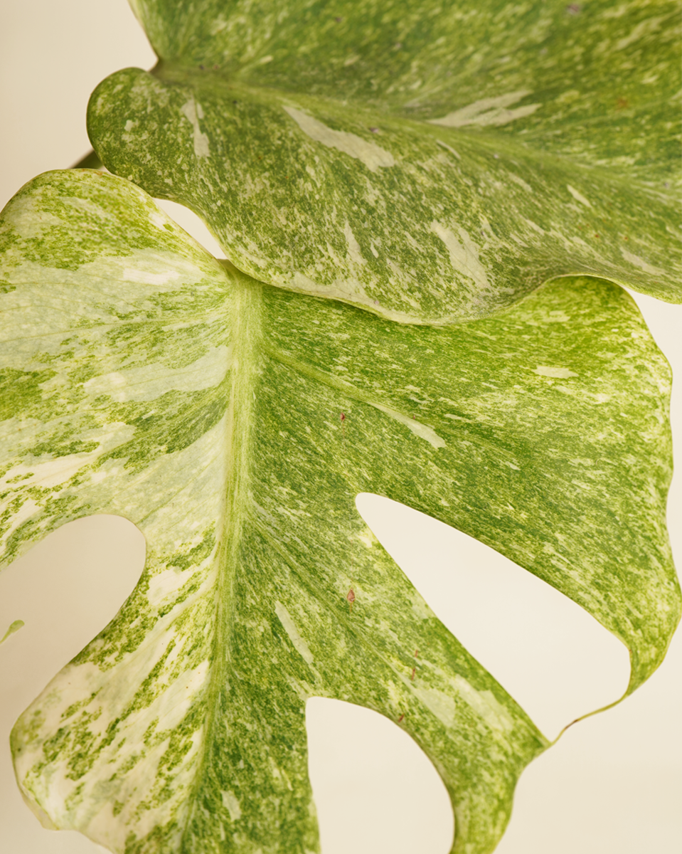 Monstera Platinum مونستيرا بلاتينيوم