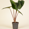 Alocasia Platinum