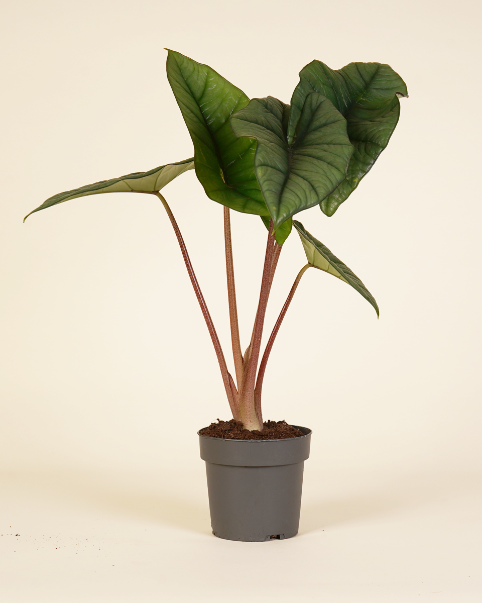 Alocasia Platinum