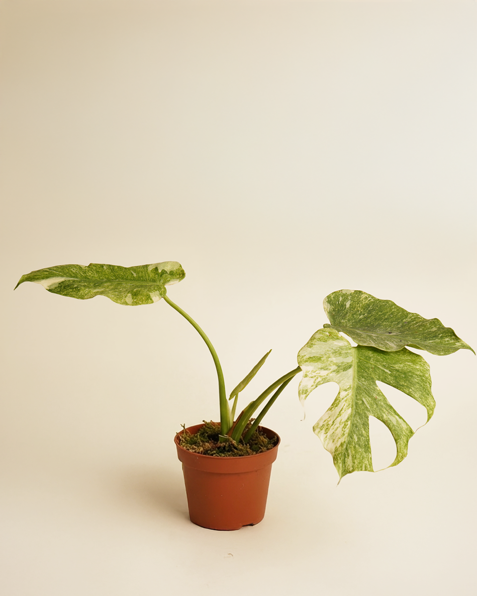 Monstera Platinum مونستيرا بلاتينيوم