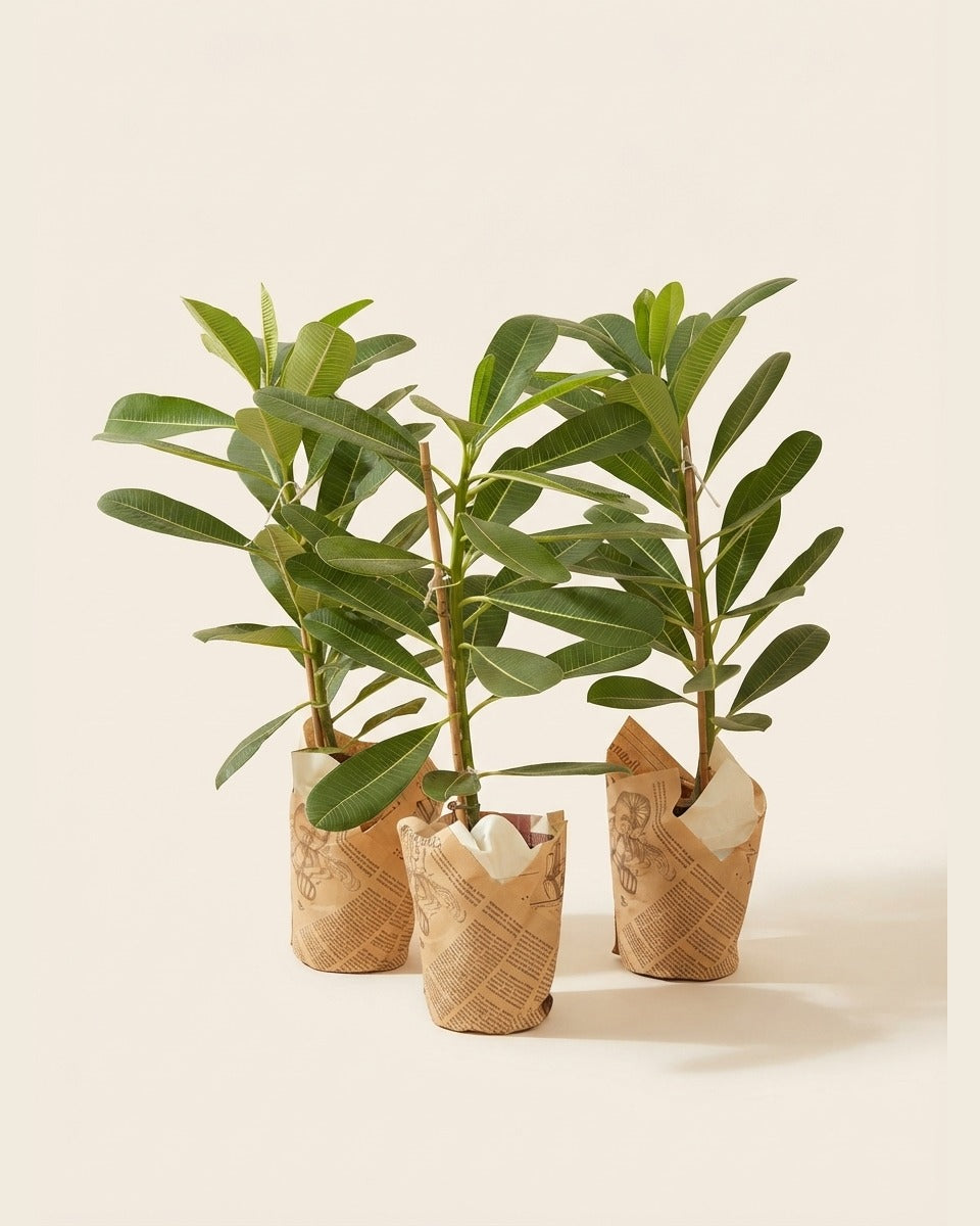 Plumeria small plant 3 PCS بلوميريا (فرانجيباني)