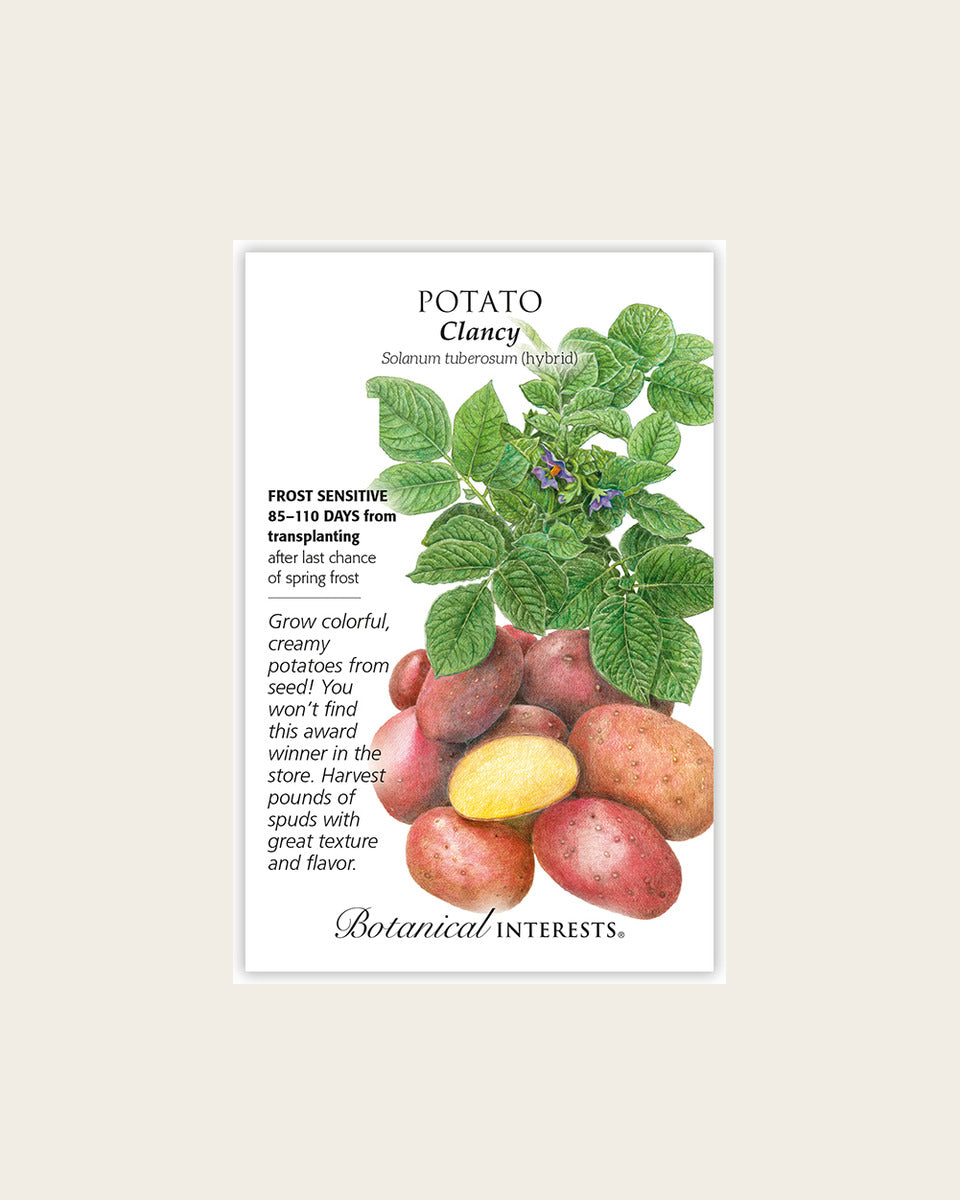 Potato, Clancy Potato Seeds