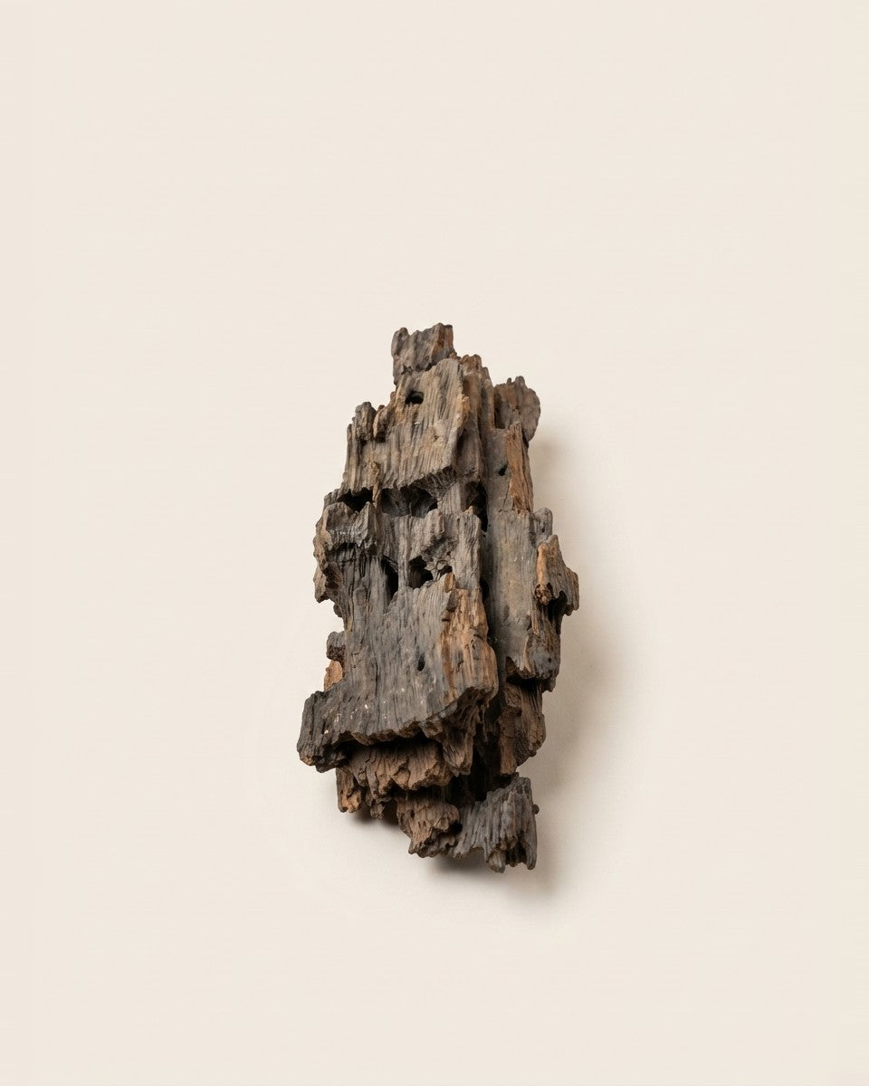 Premium Decorative Driftwood Piece خشب طبيعي ديكوري