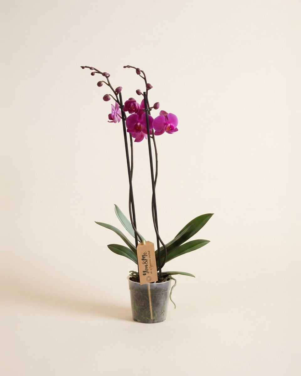 Purple Phalaenopsis Orchid نبات الأوركيد البنفسجي